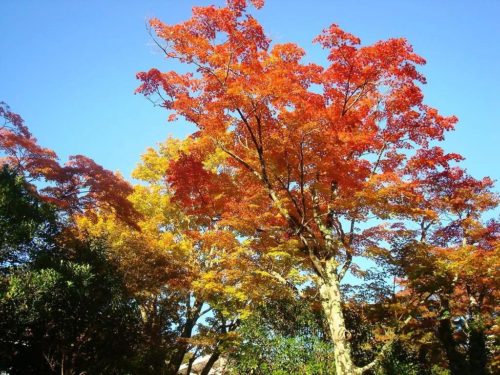 Gora Saryo Hotel Hakone Ryokan